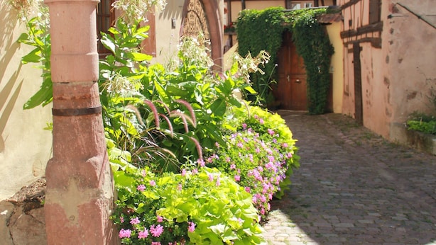 Un estrecho callejón adoquinado con un edificio rústico a la izquierda, un barril de madera y una fila de plantas en flor.