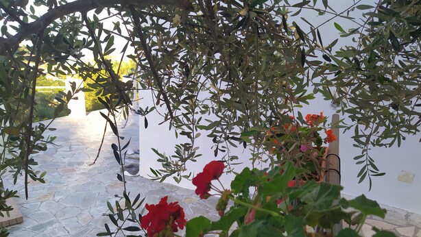 An outdoor stone pathway leading to a white wall, surrounded by greenery and potted plants. - Accommodation in villa with large panoramic terrace (Imperia)
