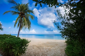 A beach with a palm tree, clear sky, and ocean. - Villa RosMar - Luxury Beachfront House w/Private Pool + Lovely Sandy Beach (San Miguel de Cozumel)