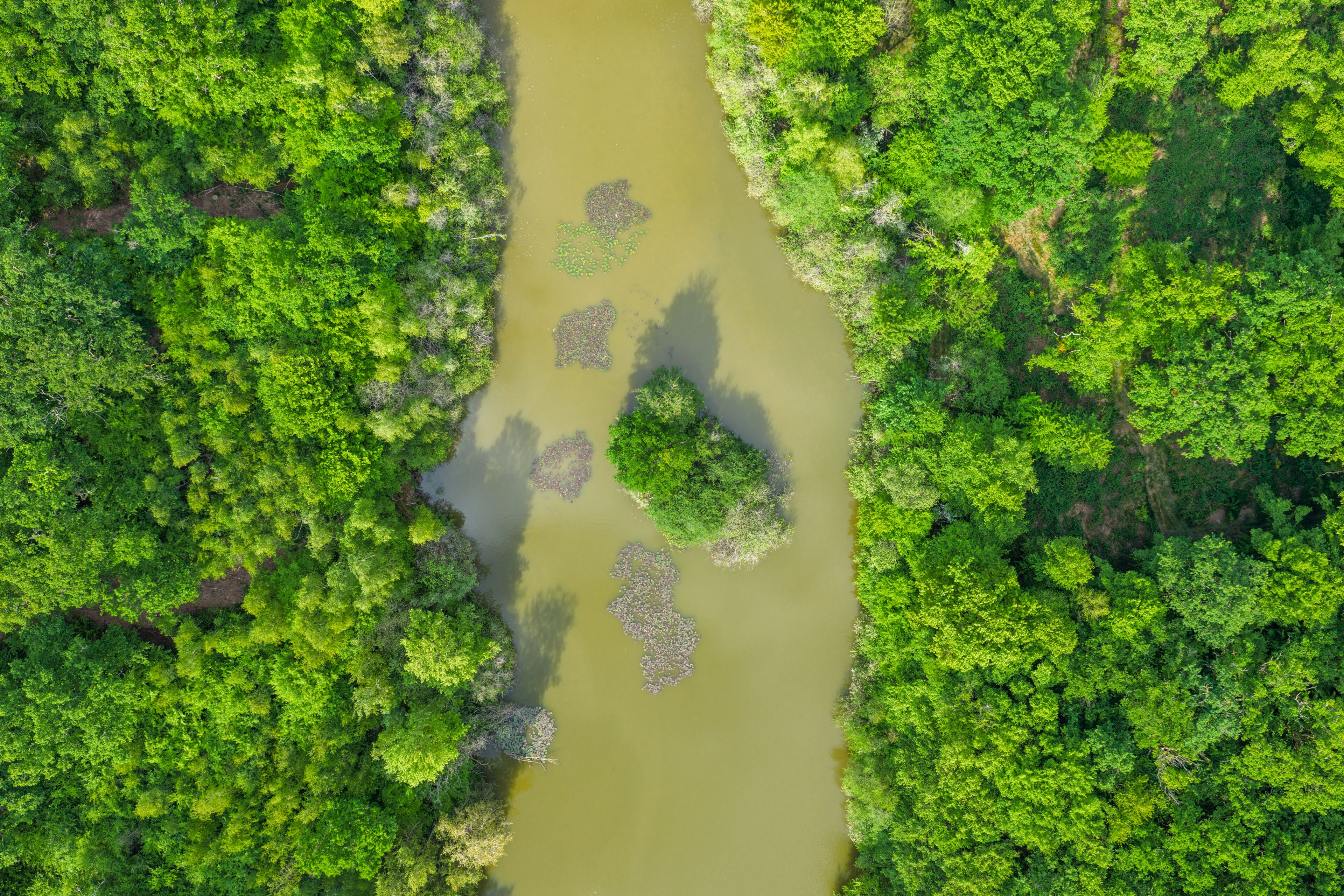 Eine Flusslandschaft, umgeben von dichtem, grünen Wald, von oben aufgenommen.