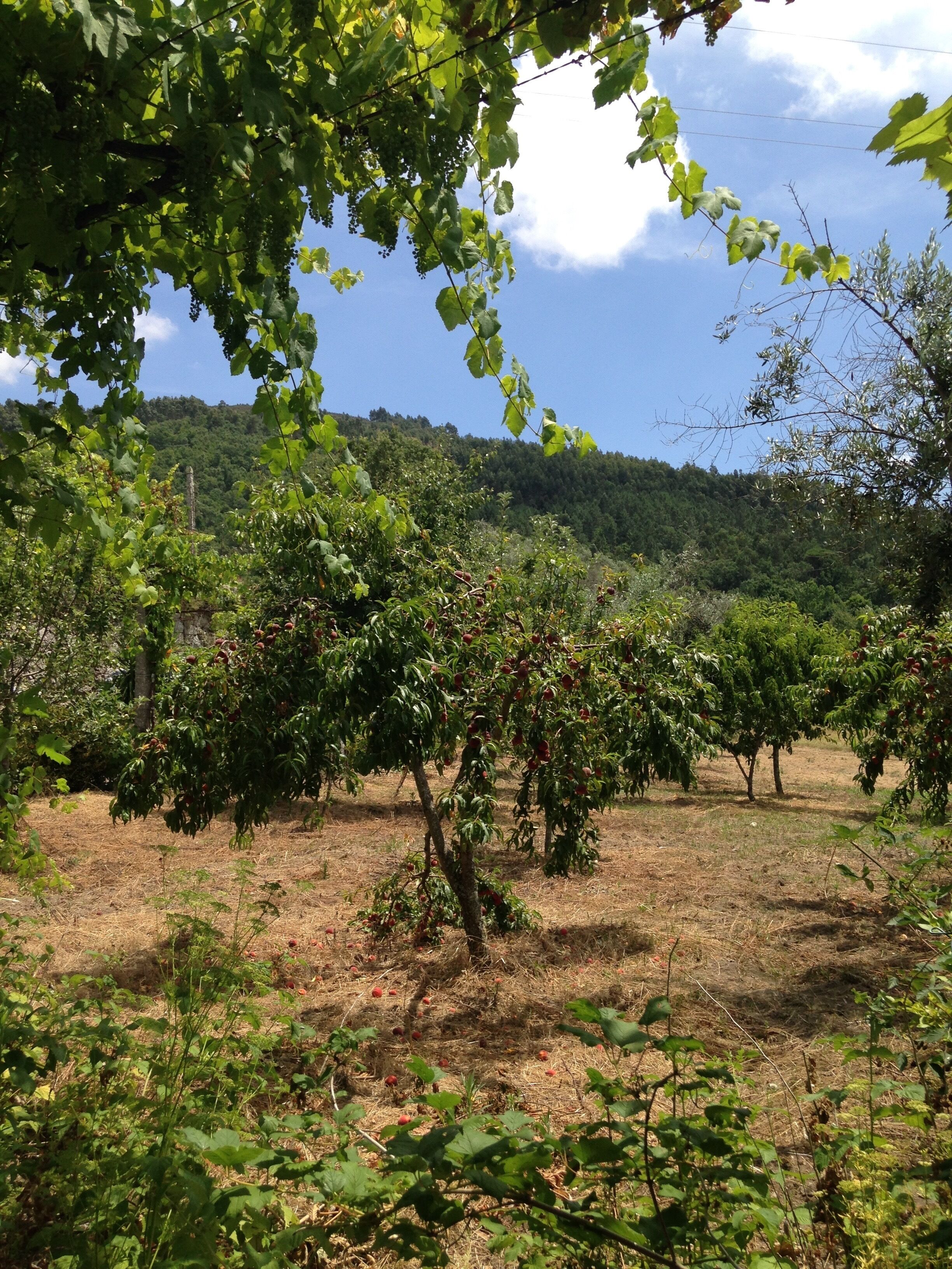 Un huerto con árboles cargados de frutos, rodeado de hierba seca y una colina boscosa al fondo.