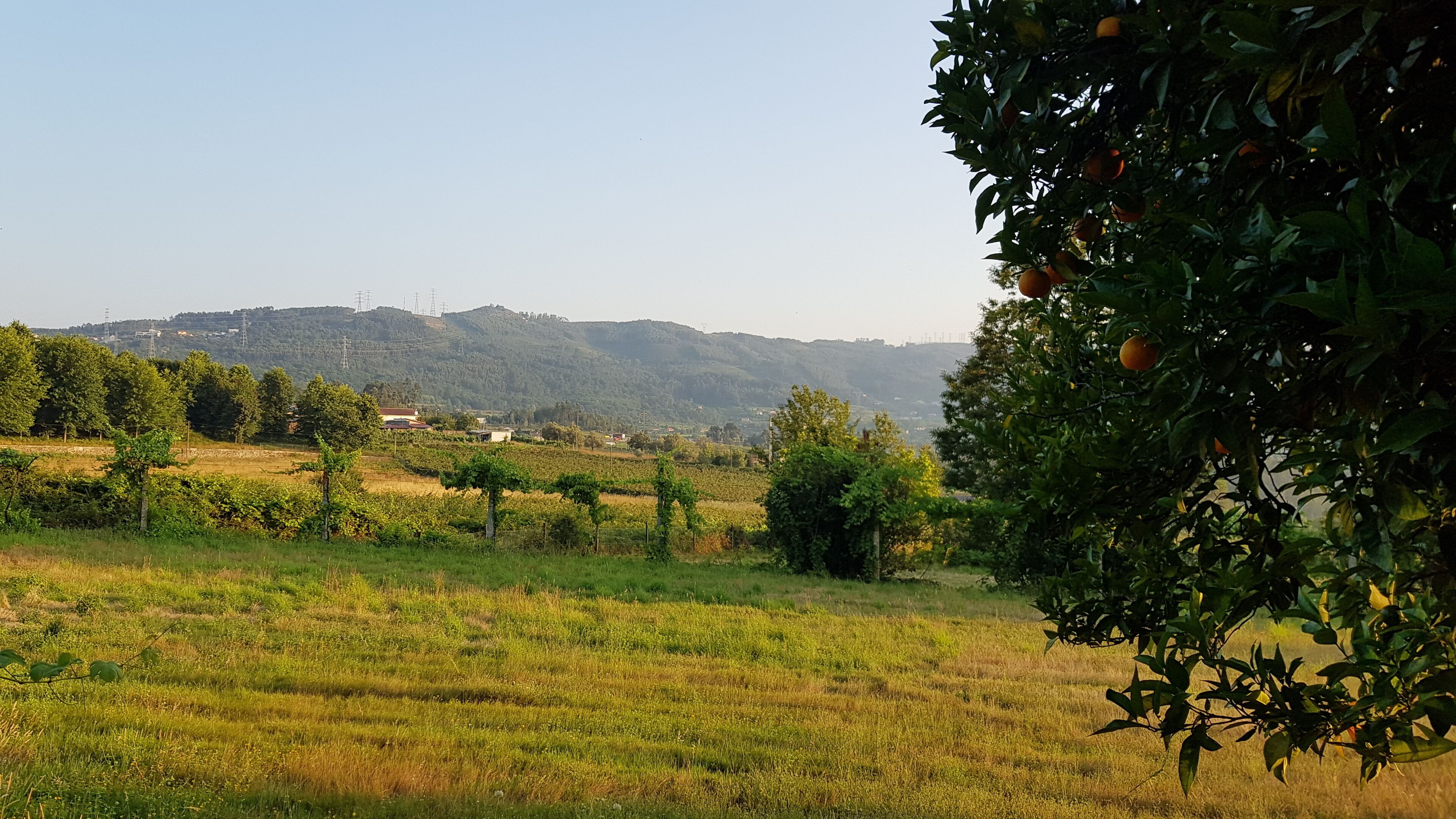 Un paysage rural avec des champs, des arbres et des collines à l’horizon.