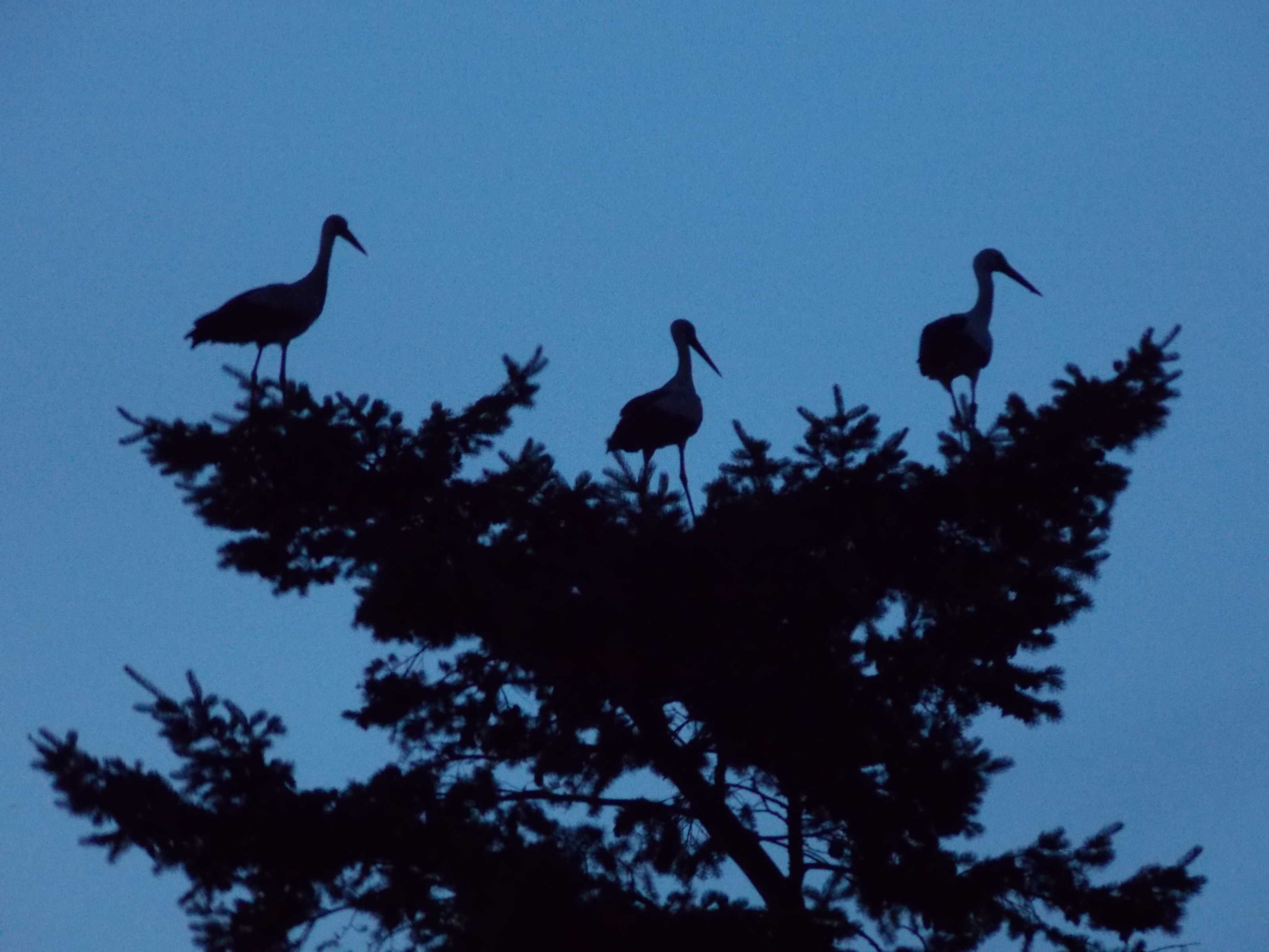 Three birds perched on a tree branch against a blue sky.