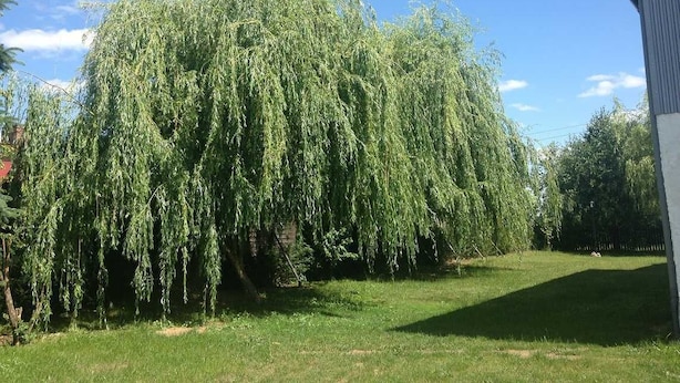 A large weeping willow tree in a backyard with a grassy lawn and a blue building in the background. - Ferienwohnung Mohnblume (Gerswalde)