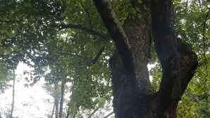 Een boom met een dikke stam en weelderig groen, een witte hek in de achtergrond, en een bloempot aan de linkerkant.