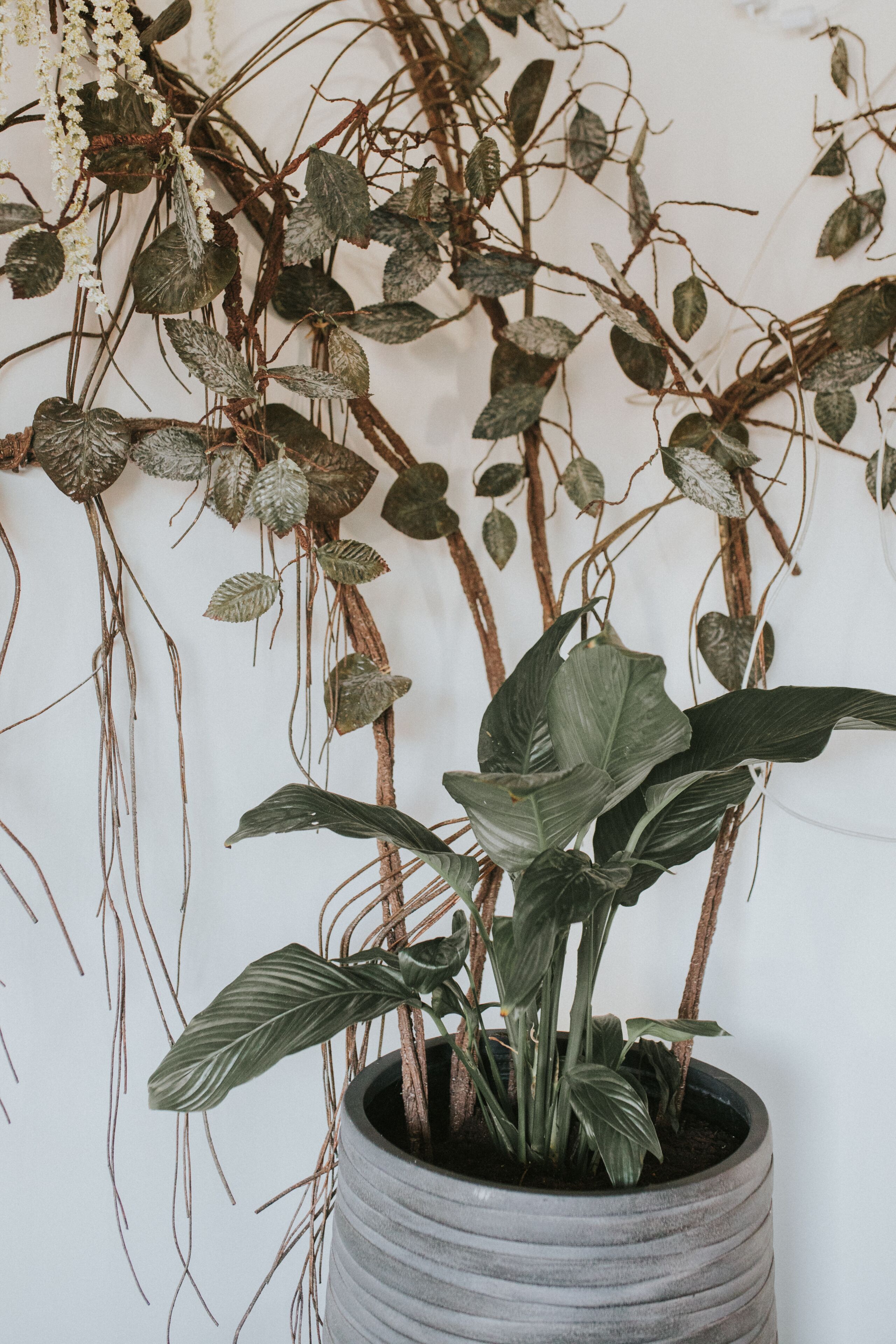 Una planta en test amb fulles amples i flors blanques penjants davant d'una paret sense decoració.