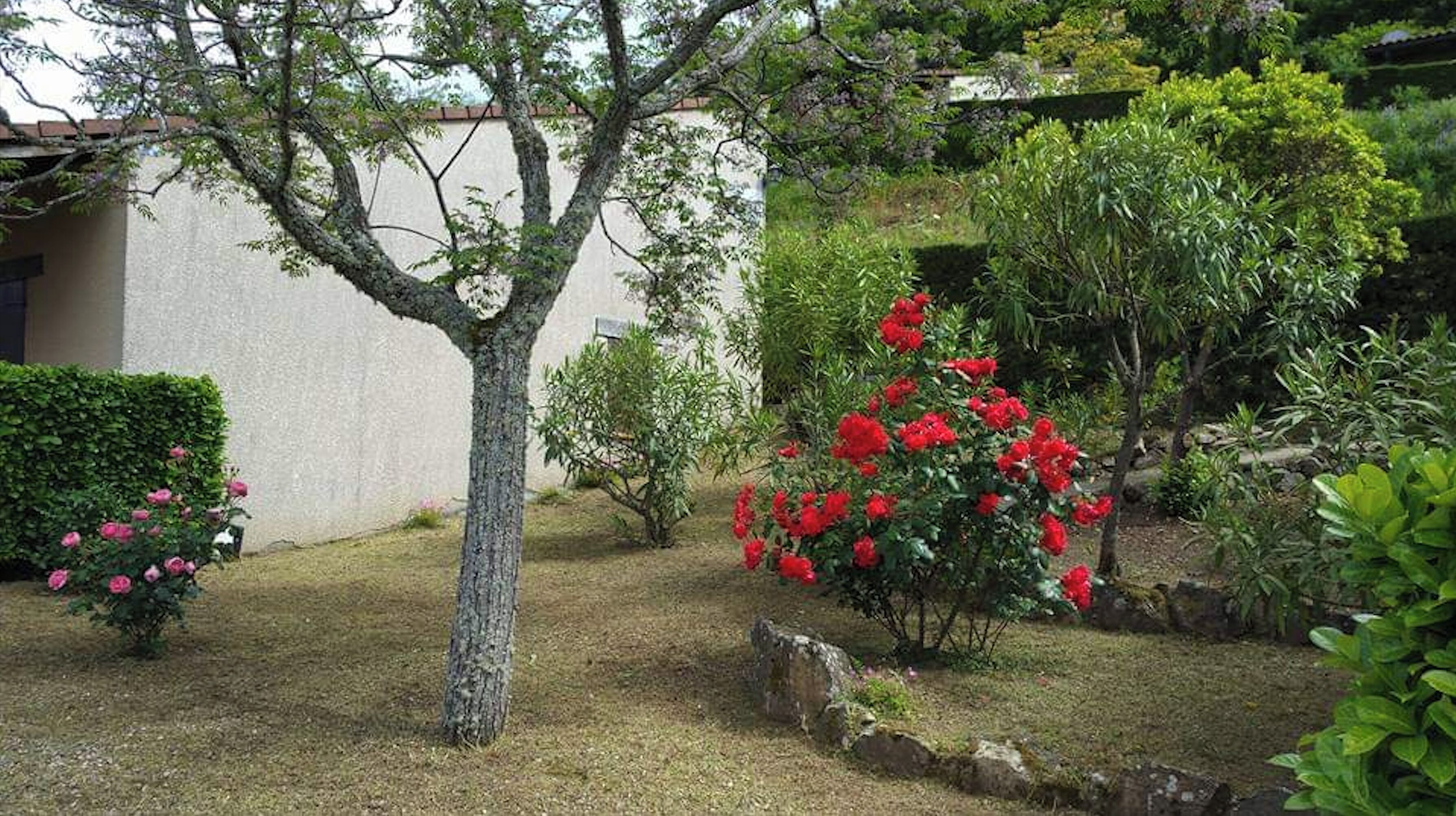 A garden with a tree, a bush with red flowers, and a hedge.