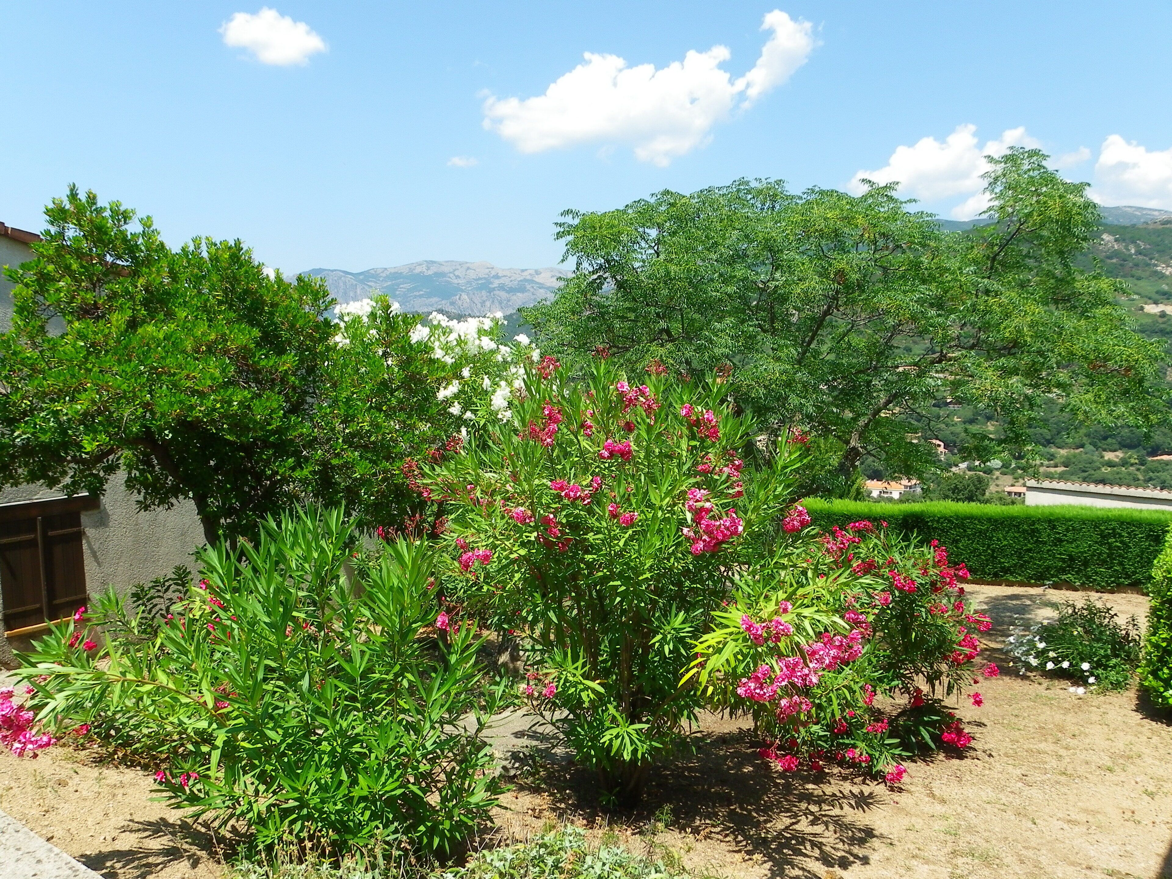 A garden with flowering plants and a view of distant mountains.