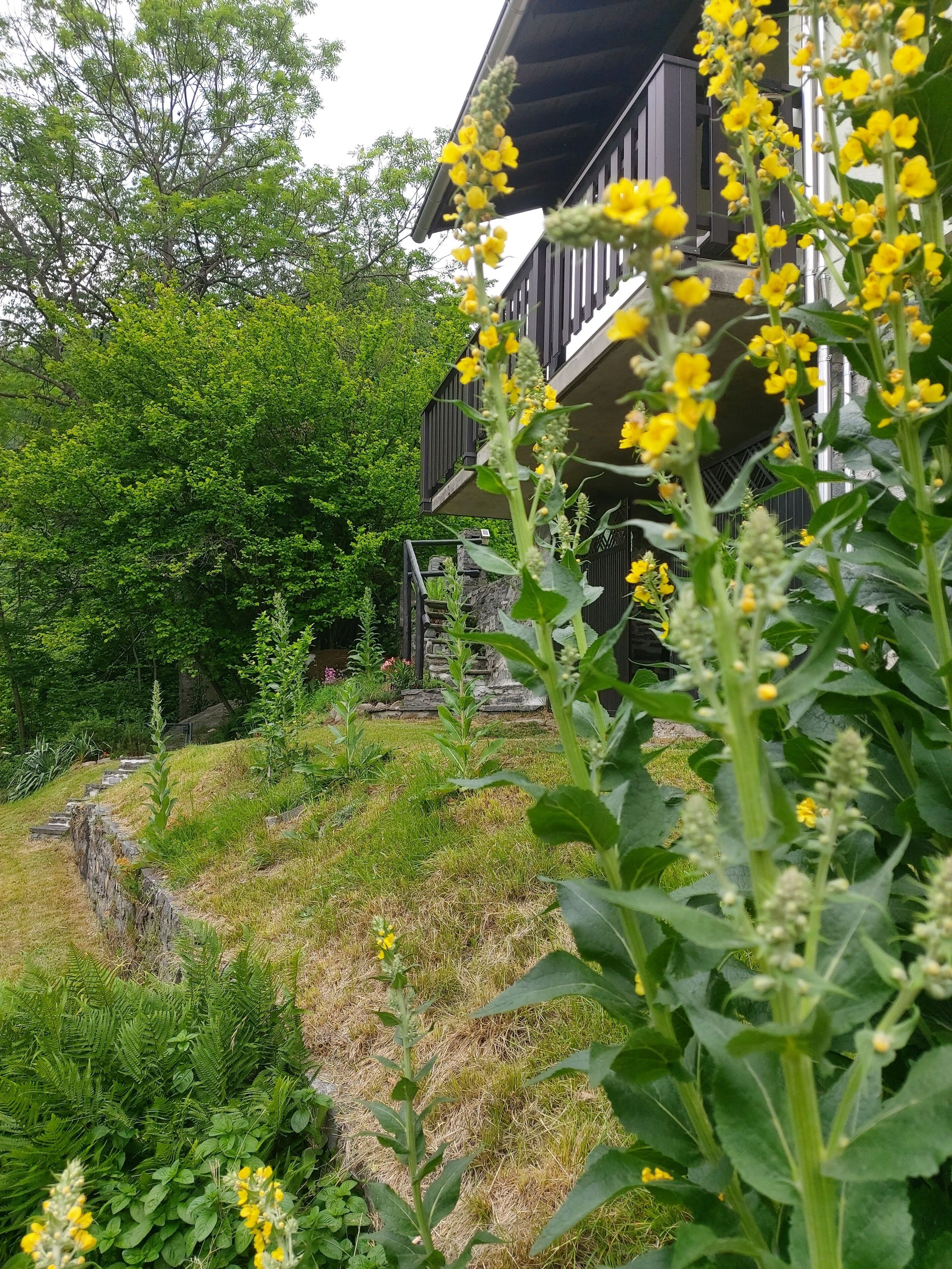 A building with a stone staircase leading up to a wooden deck, surrounded by lush greenery and yellow flowers.