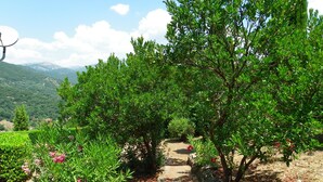 Un sendero en un jardín, rodeado de abundante follaje y plantas con flores.