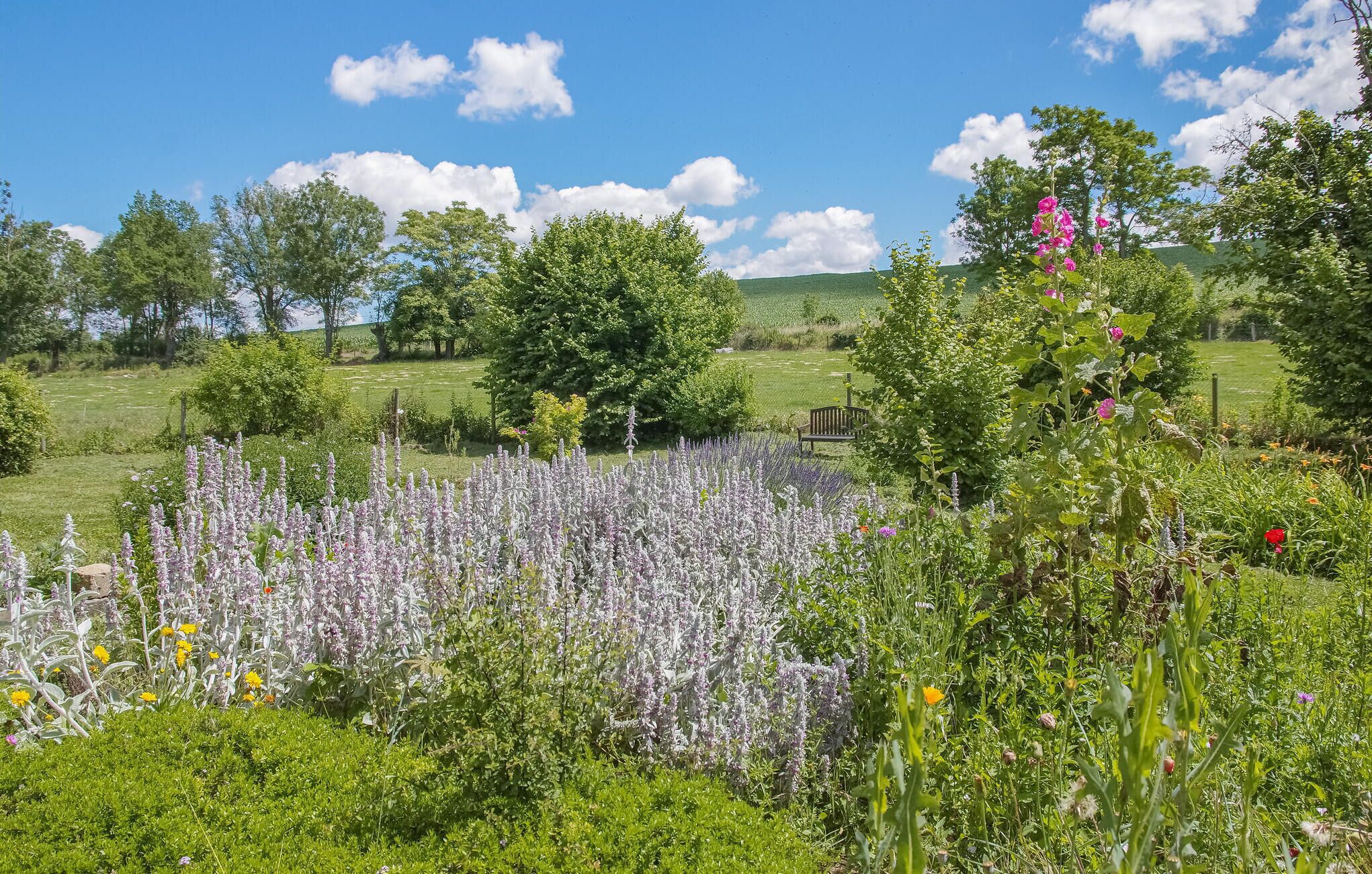 Un jardin luxuriant, parsemé de diverses plantes à fleurs, et agrémenté d’un banc.