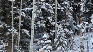 A wooden cabin with a curved exterior, situated in a snowy forest.