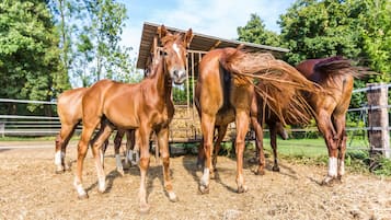 Un establo con caballos.