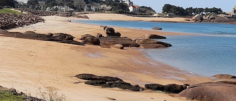 Beach nearby, sun-loungers