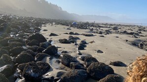 A rocky beach with a clear sky and distant trees. - Treehouse and Gazebo with Fireplace close to the Beach (Nehalem)