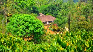 A house surrounded by lush greenery and a dense forest. - Annapara Home Stay (Vythiri)