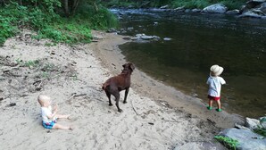 A sandy beach with a river, trees, and a dog. - Ferienwohnung Schmalzgrub (Böbrach)