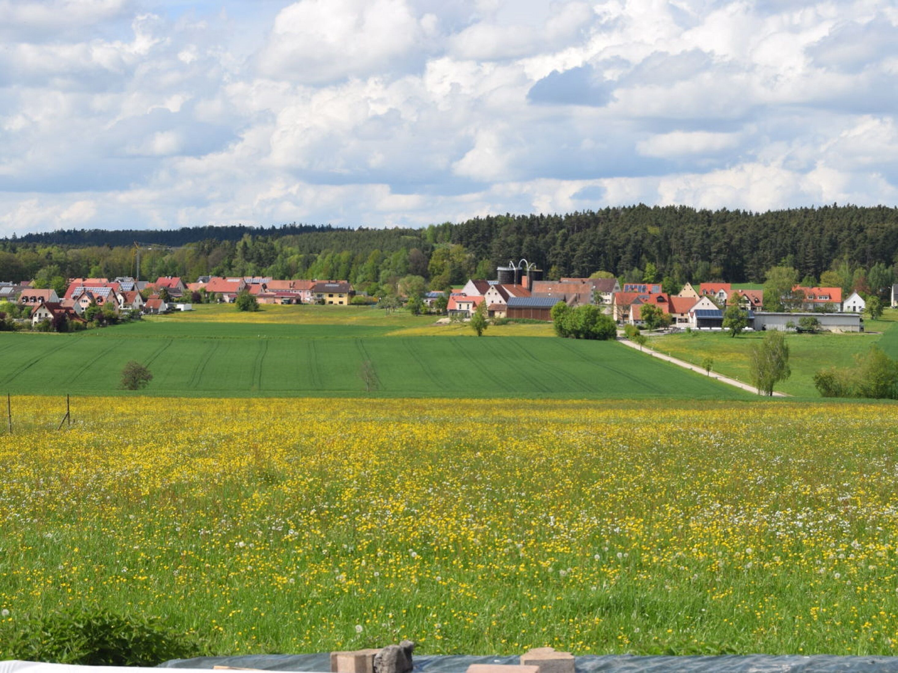 Paisaje rural con un campo de flores amarillas, casas con techos rojos y un bosque al fondo.