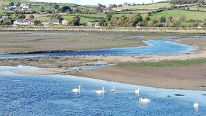 A coastal landscape with a river, a sandy beach, and a group of swans swimming in the water. - Apartment totally private entrance, sauna, shower, bedroom, studio,bathroom.     (Ballynahinch)