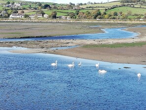 Sun-loungers, beach towels - Apartment totally private entrance, sauna, shower, bedroom, studio,bathroom.     (Ballynahinch)