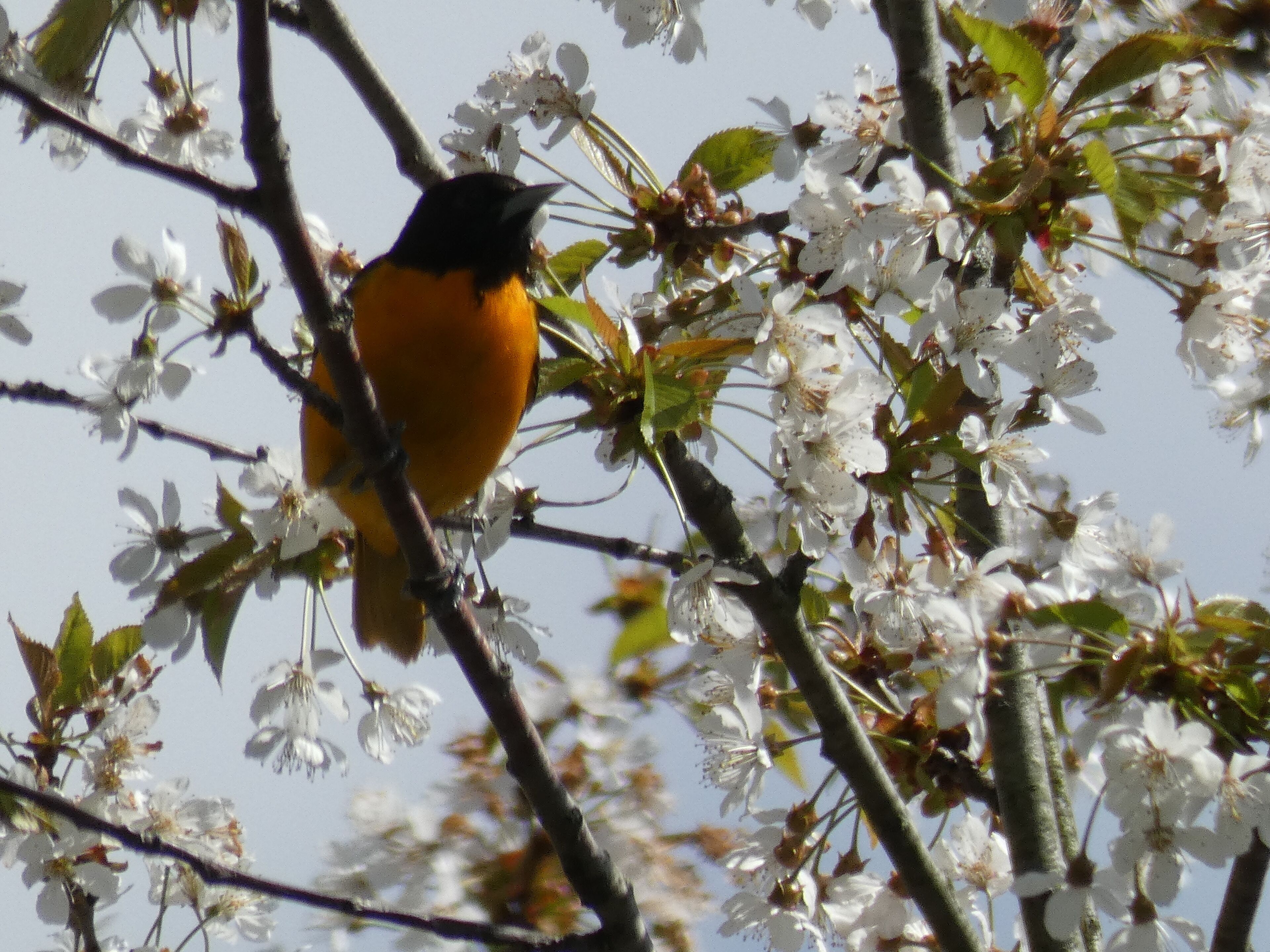 A bird perched on a branch with white flowers.