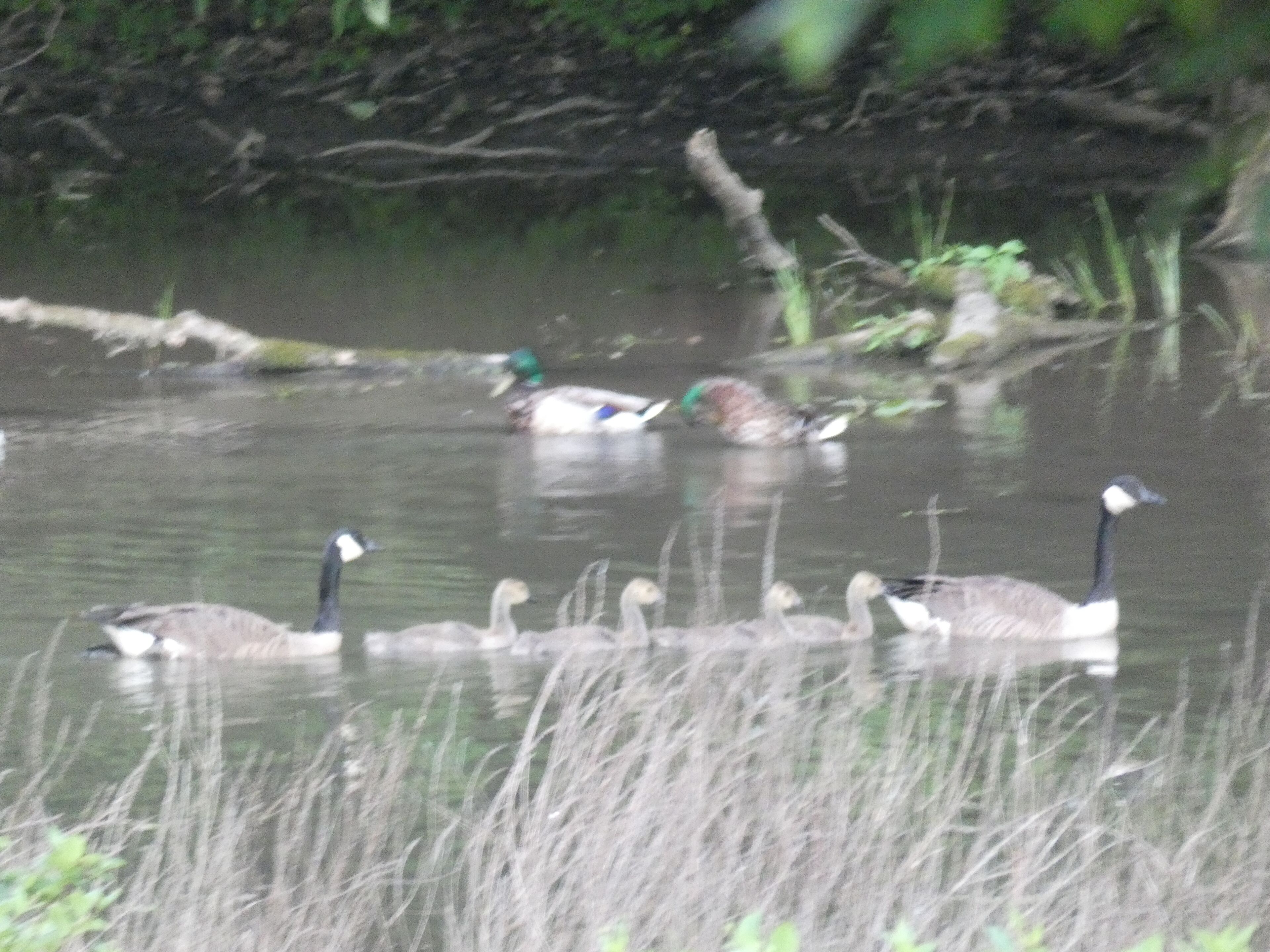 Eine Gruppe Gänse schwimmt in einem Gewässer, im Hintergrund ist Vegetation zu sehen.
