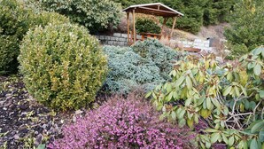 A garden with various shrubs and a wooden gazebo.