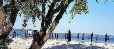 A beach with umbrellas and a tree.