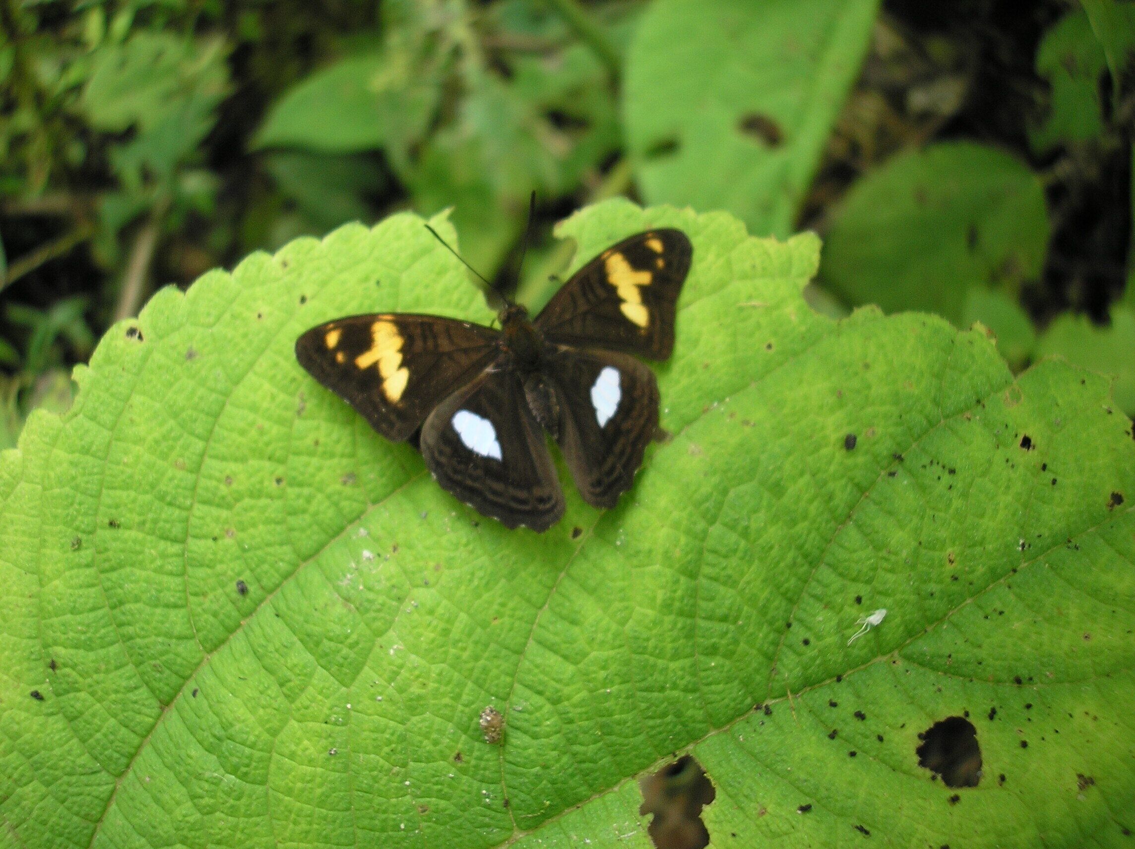 A butterfly on a green leaf.