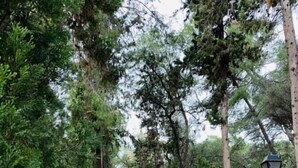 A stone pathway flanked by trees leading to a building. - Villa with Private Pool (Alberique)