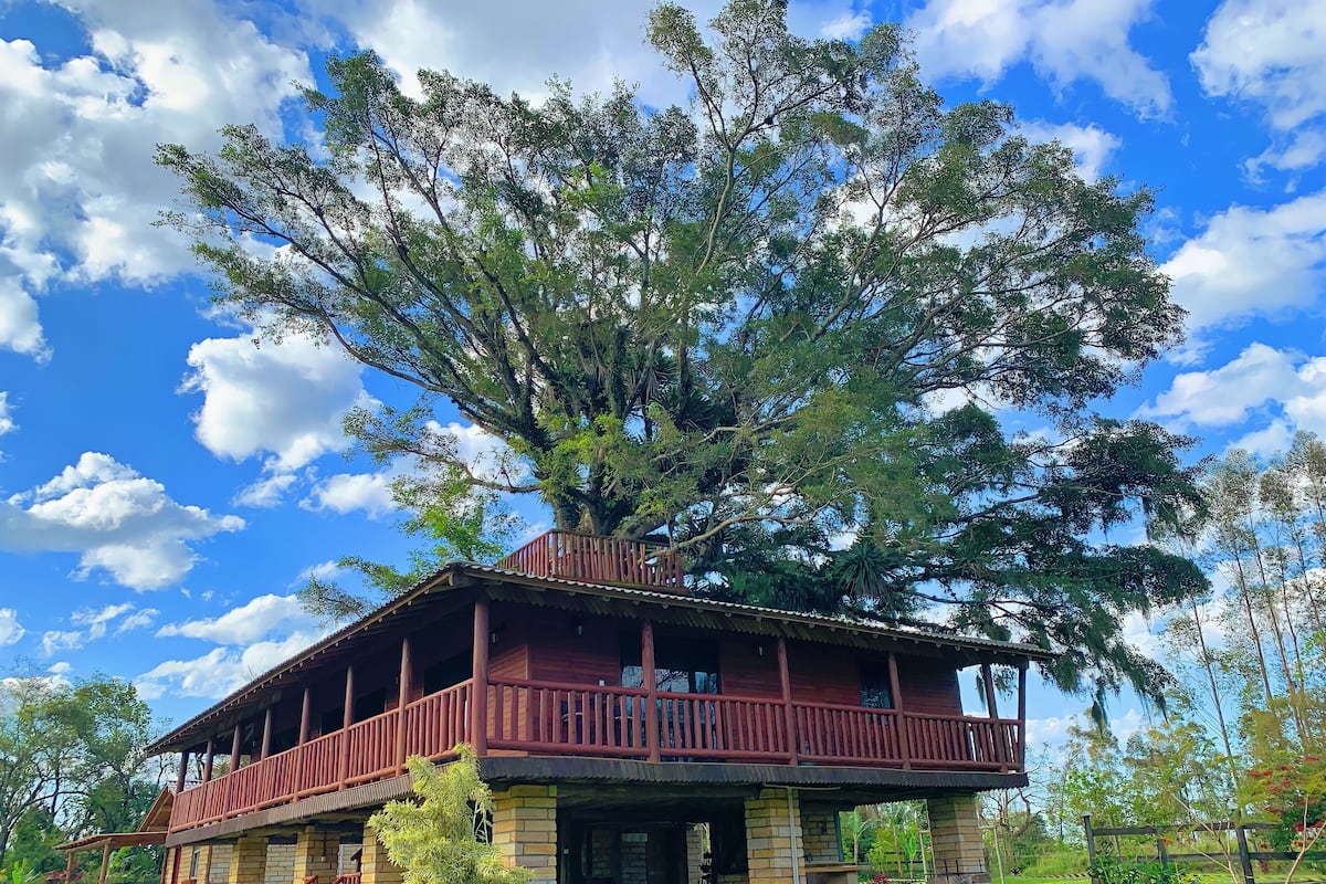Uma cabana de madeira com varanda, rodeada por vegetação exuberante e uma grande árvore.