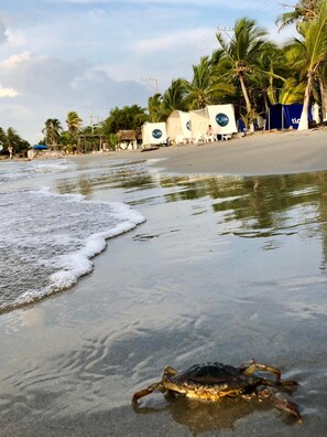Private beach, beach umbrellas, beach volleyball
