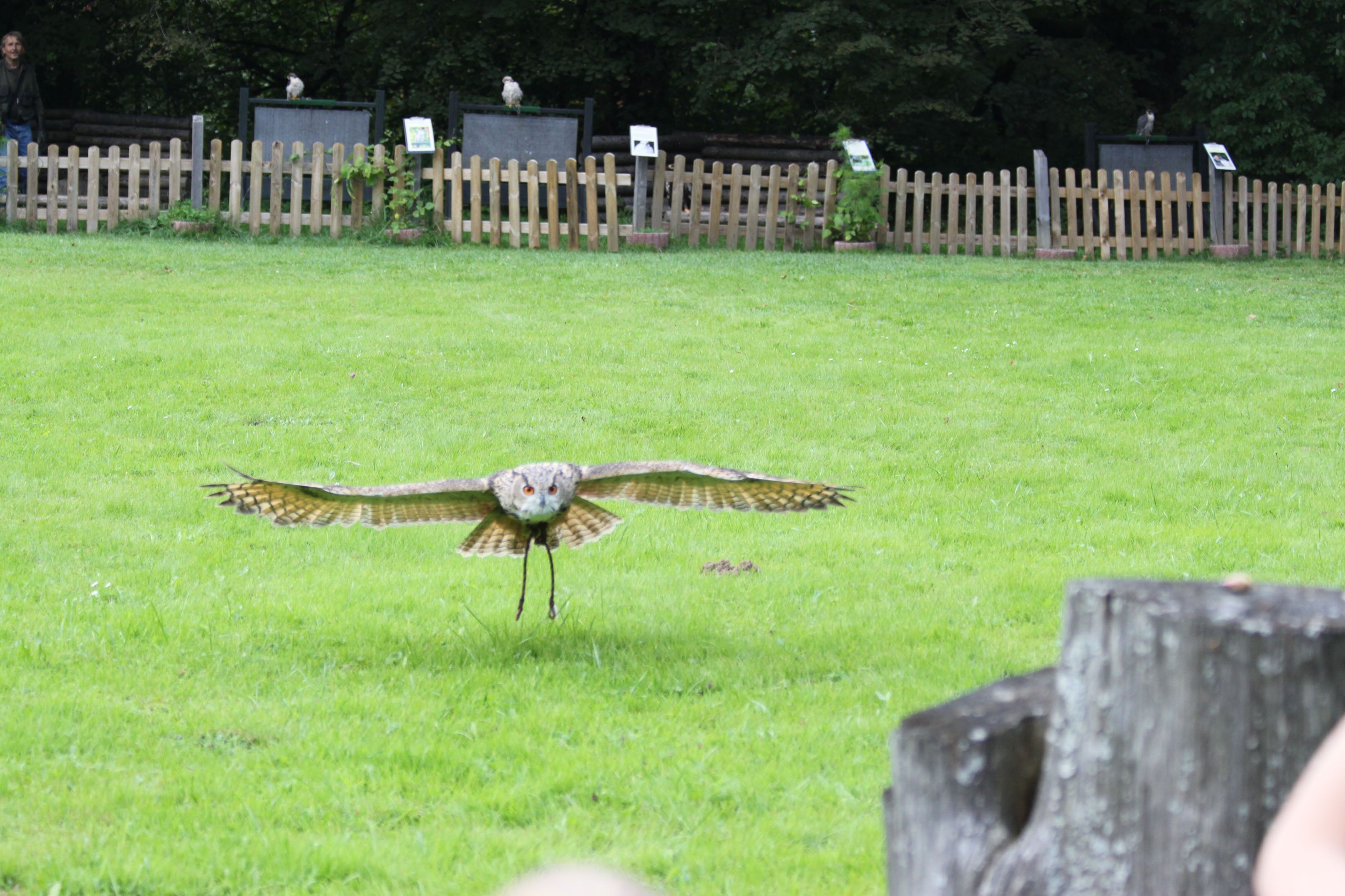 A bird of prey in flight over a grassy field with a wooden fence in the background.