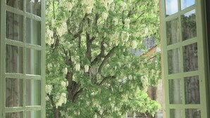 Ett rum med ett stort fönster som ger utsikt över ett träd med vita blommor.