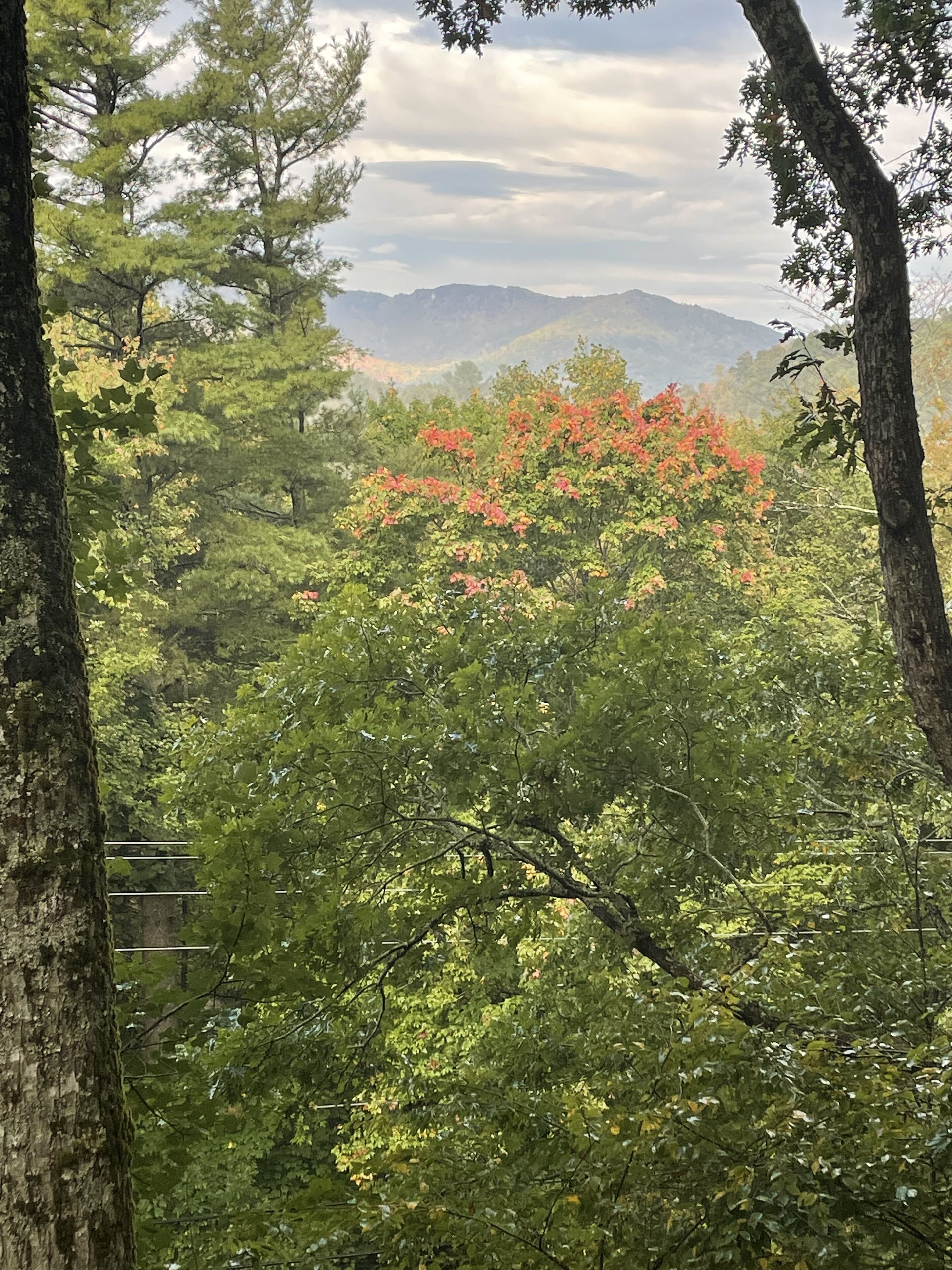 Ein bewaldetes Gebiet mit dichtem Grün und ein markanter Baum mit roten Blättern im Hintergrund.