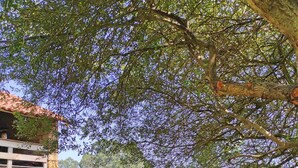Un espace extérieur rustique aménagé avec un banc en bois et une table, entouré d’un mur de pierres et d’un arbre.
