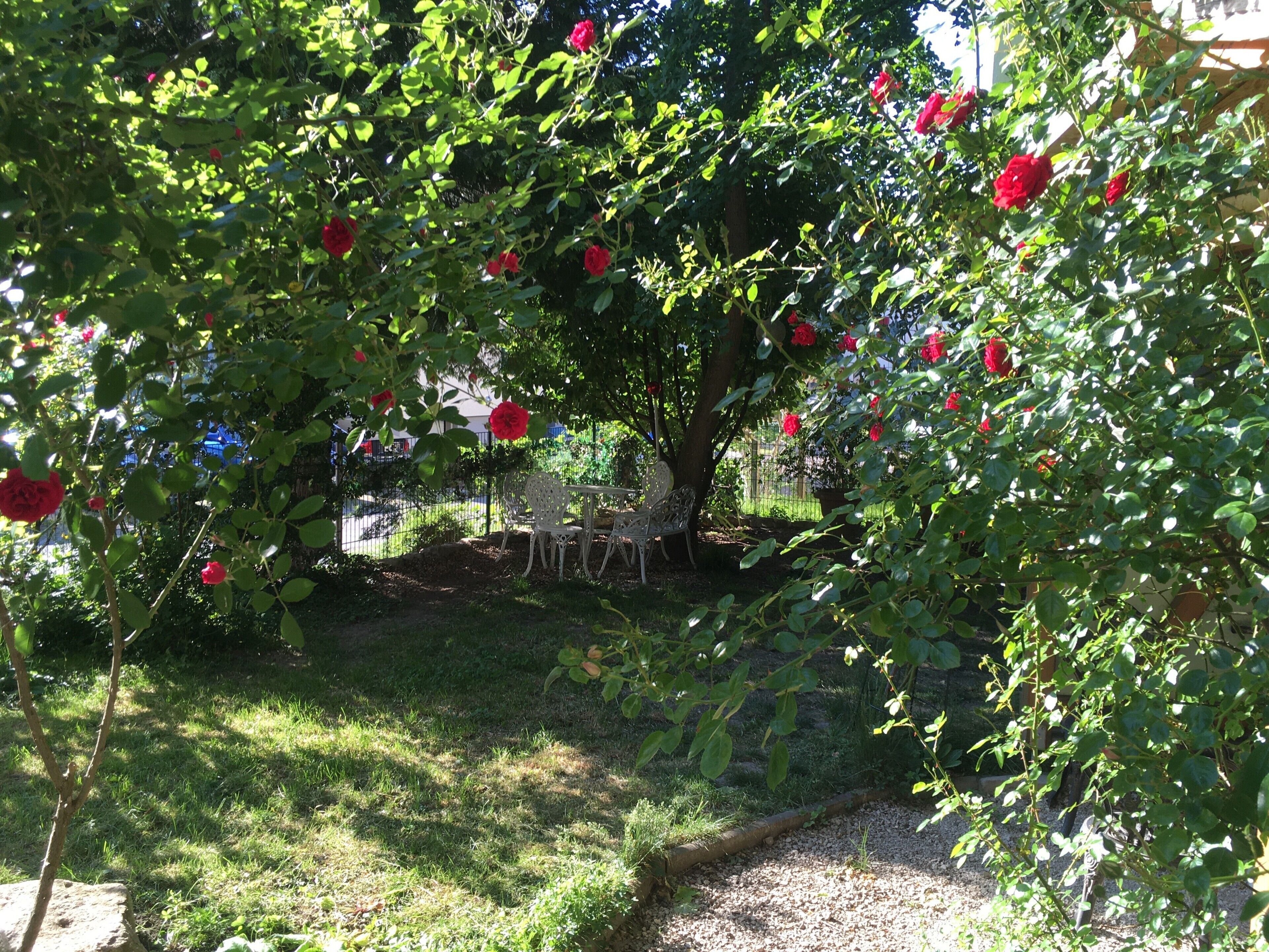 Un jardín con un árbol que tiene flores rojas, una mesa de metal y sillas.
