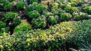 Jardim bem cuidado com diversas plantas e flores, uma grande árvore e um edifício ao fundo.