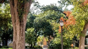 Een pad bekleed met bomen en een lantaarnpaal, dat leidt naar een gebouw met een gele gevel.