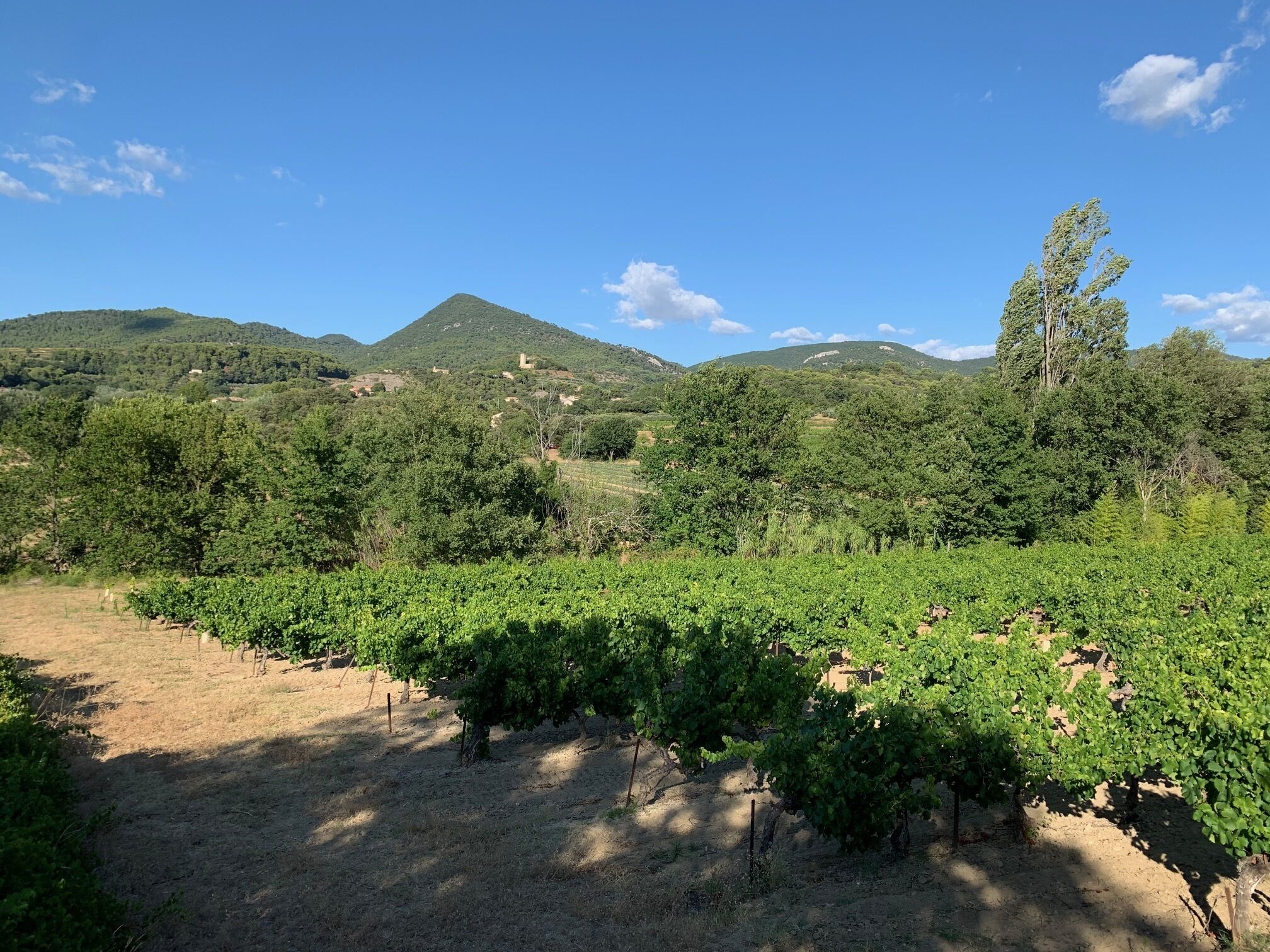 A vineyard with rows of grapevines, a clear sky, and distant hills.