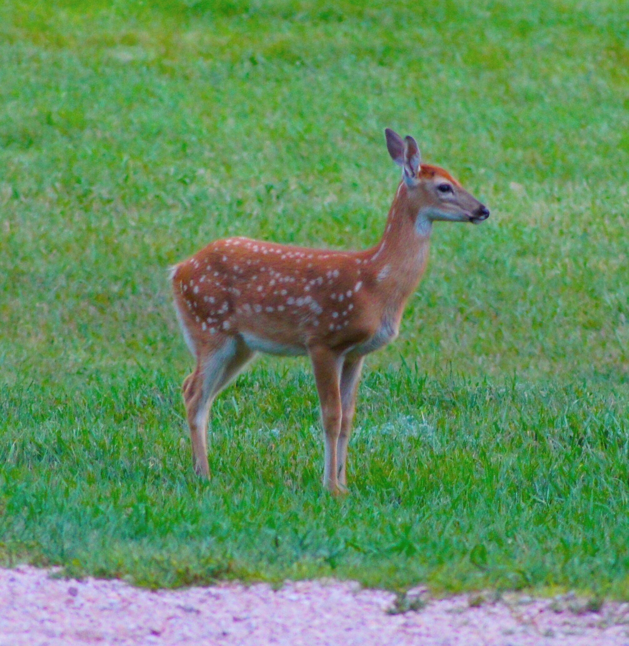 A deer standing in a grassy field.