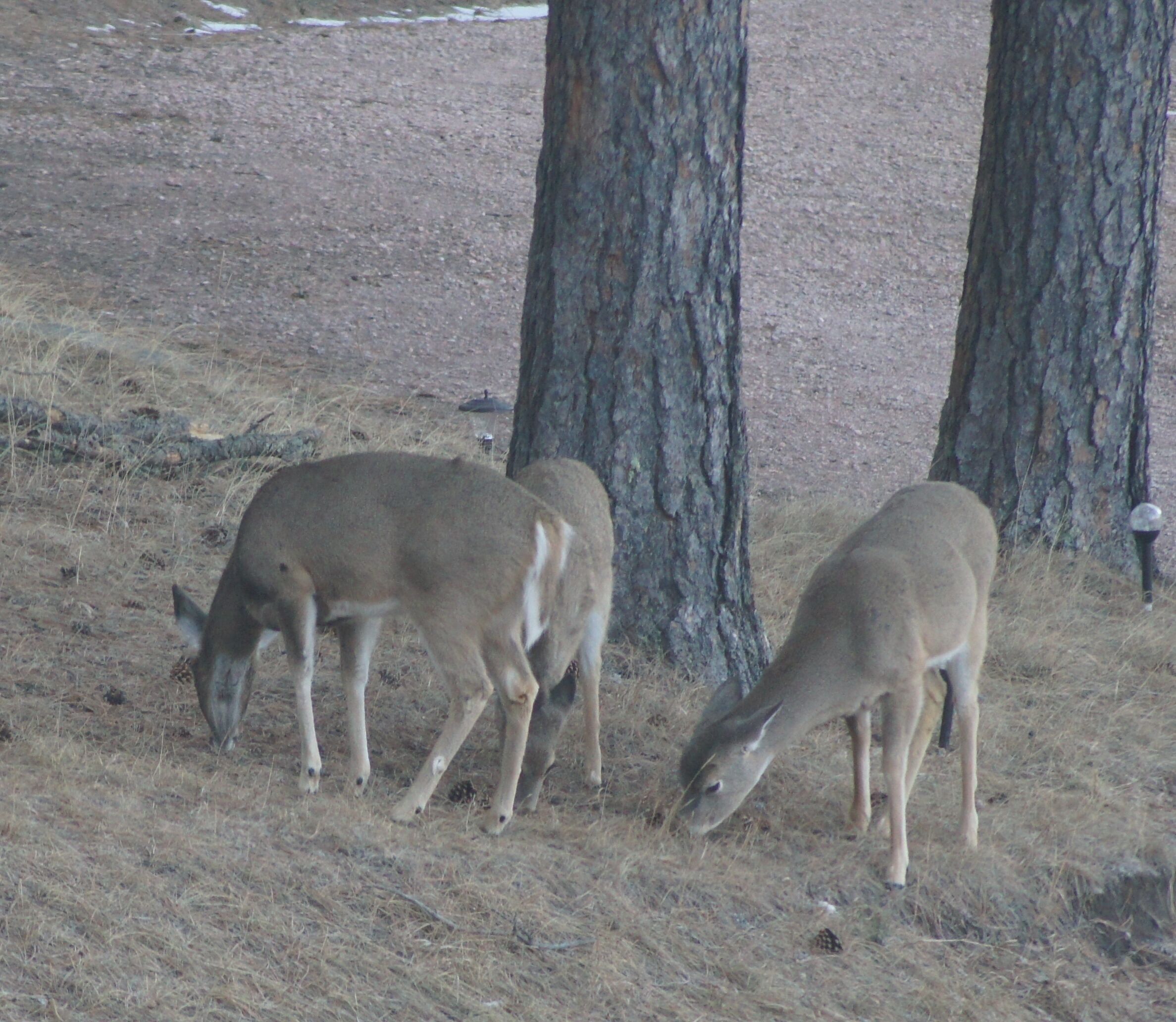 Two deer grazing near trees in a dry, grassy field.