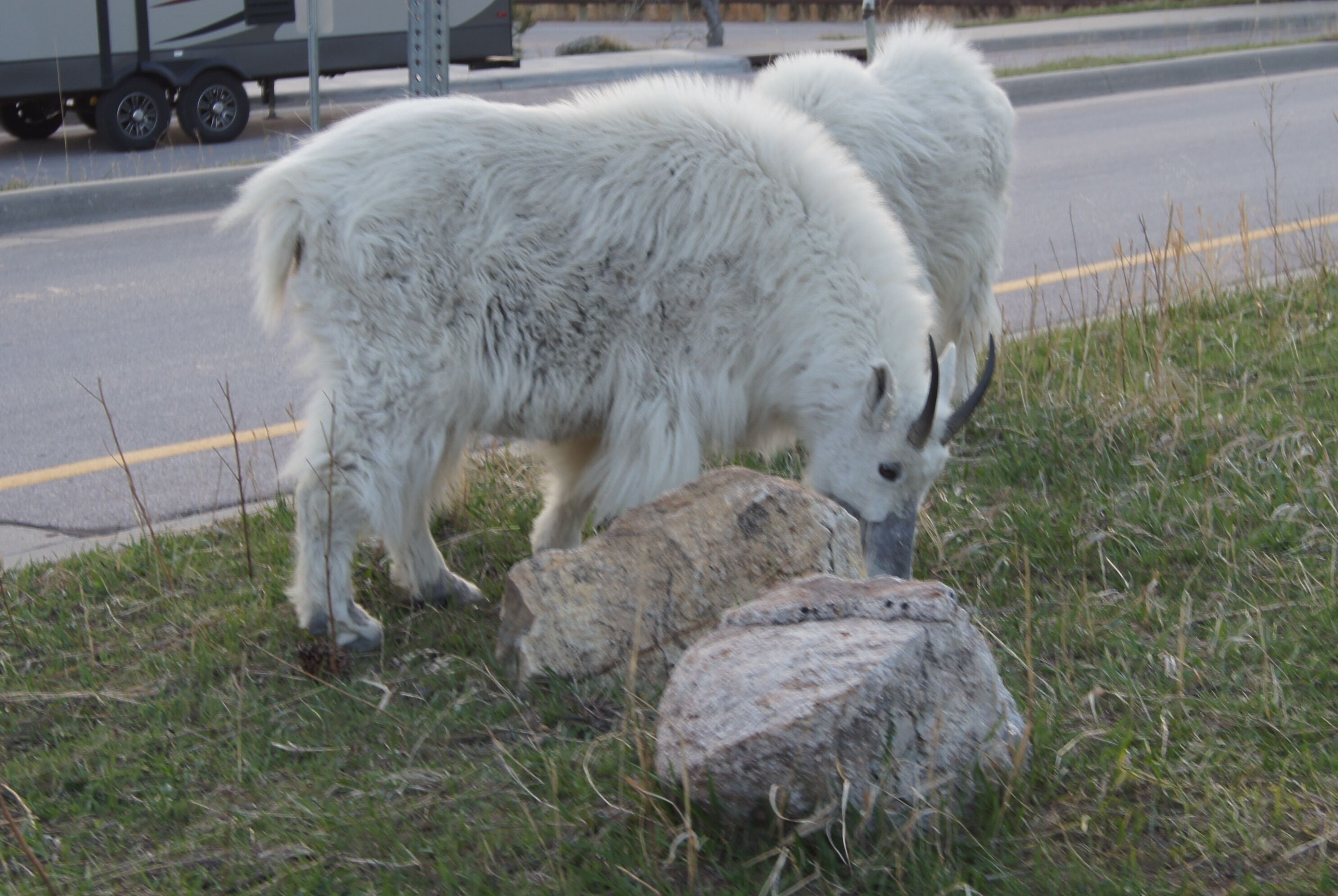 Une chèvre blanche broute près d’une route, avec une remorque visible au loin.