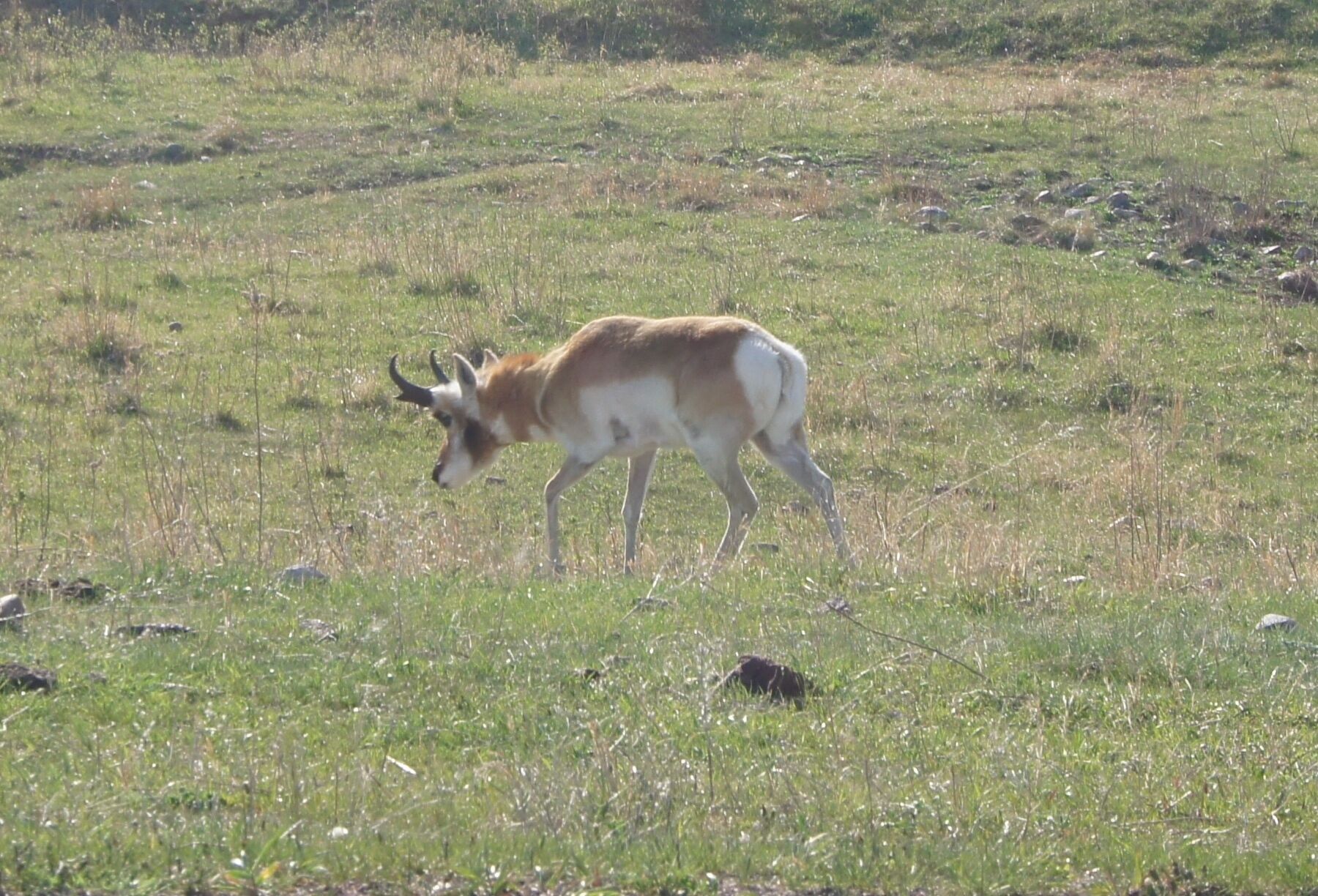 Um veado em um campo gramado.