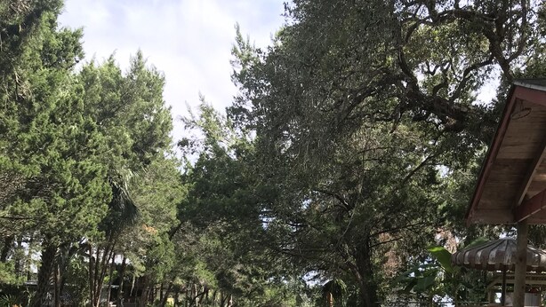 Un molo di legno che si protende su un fiume tranquillo, circondato da alberi fitti e una piccola costruzione in legno.