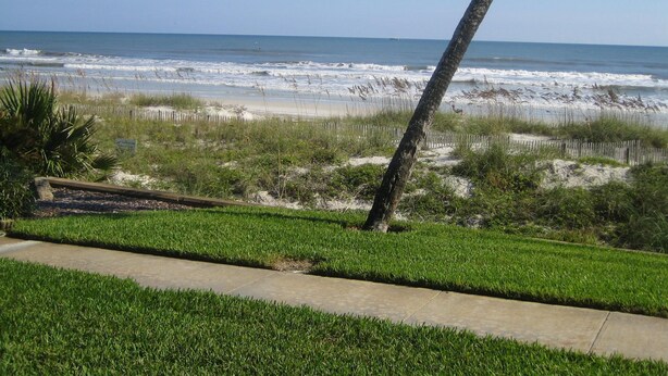 Blick auf die Küste mit Sandstrand, Grünflächen und einer Palme.