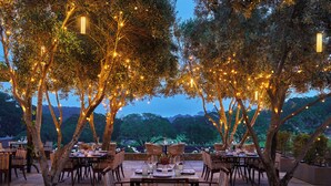 An outdoor dining area with tables and chairs under trees, string lights, and a view of the landscape. - Montage Healdsburg (Healdsburg)