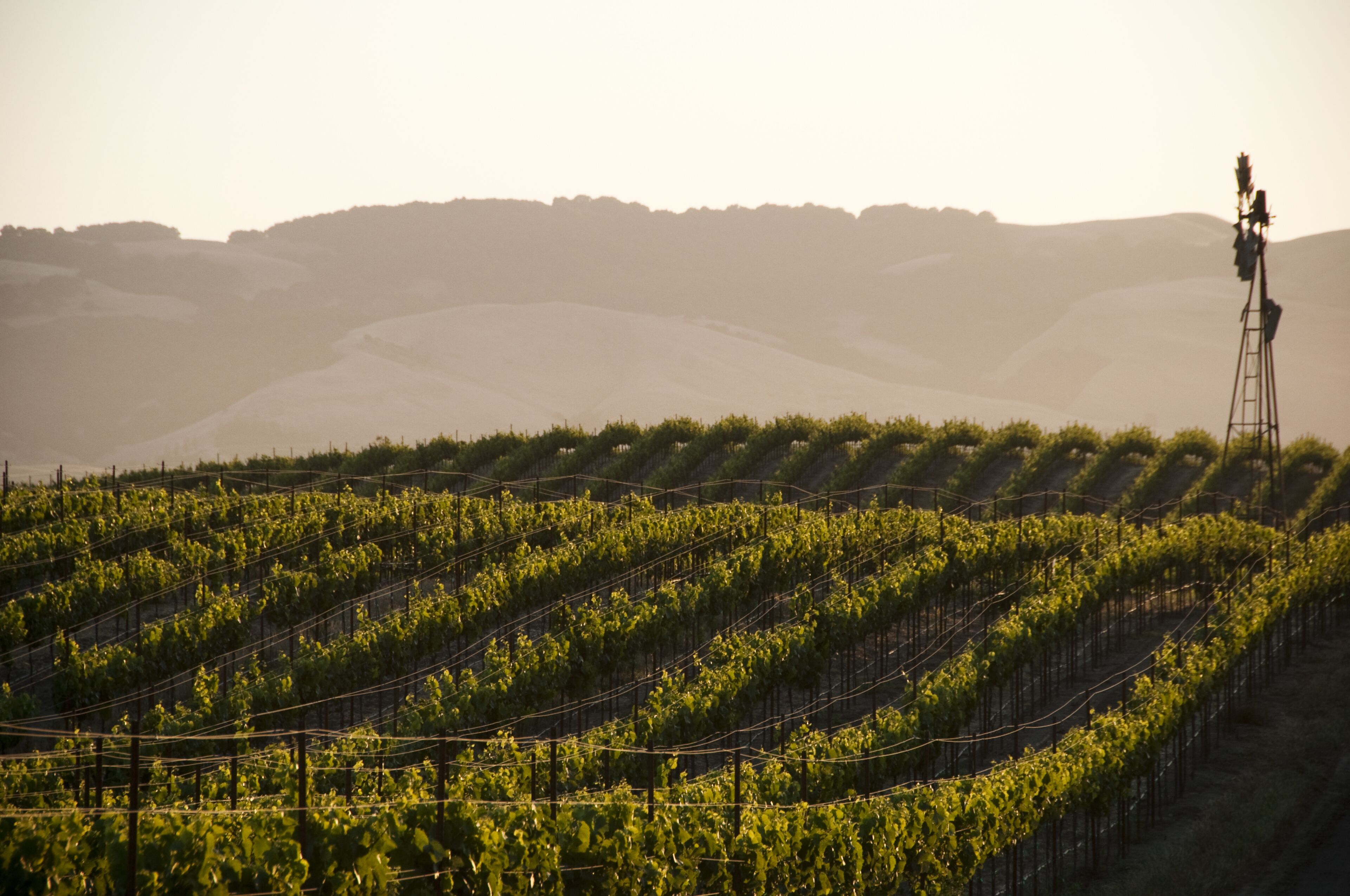 A vineyard with rows of grapevines and a tall structure in the background.