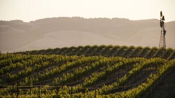 A vineyard with rows of grapevines and a tall structure in the background.