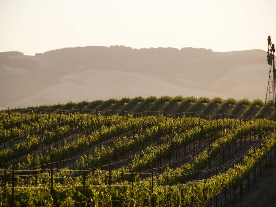 A vineyard with rows of grapevines and a tall structure in the background.